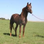 Asil Phancy 